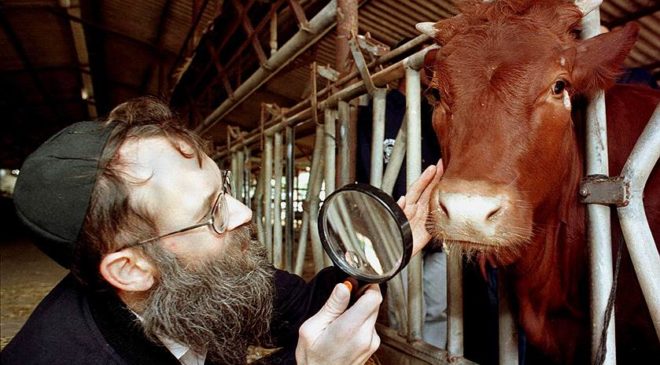 Христианский фермер вырастил коров для иудейского Храма