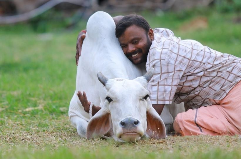 Индия отменила объятия коров как замену Дня влюбленных