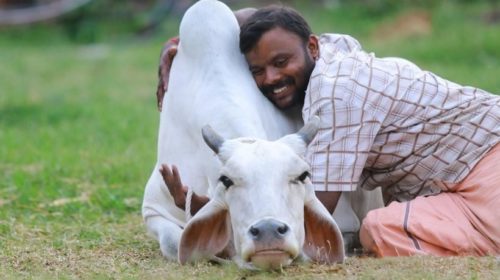Индия отменила объятия коров как замену Дня влюбленных